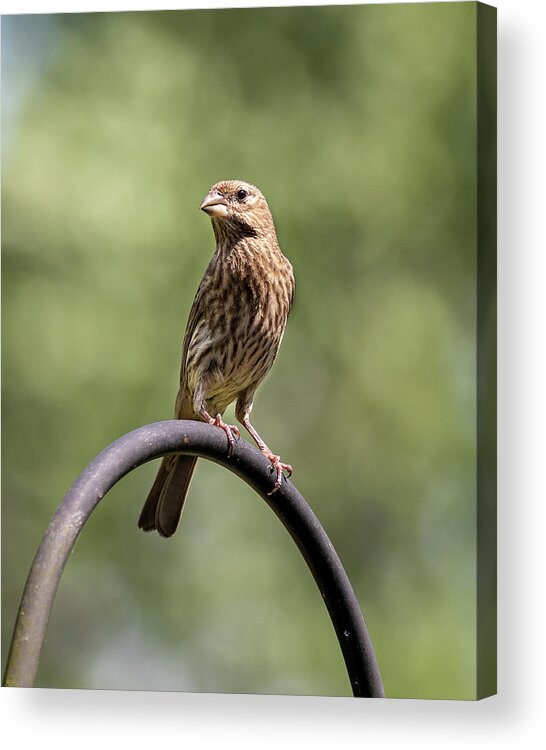 Bird Acrylic Print featuring the photograph Mama Bird by David Beechum