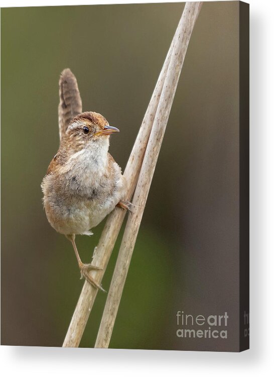 Cattail Acrylic Print featuring the photograph Marsh Wren Perches on Reeds #4 by Nancy Gleason