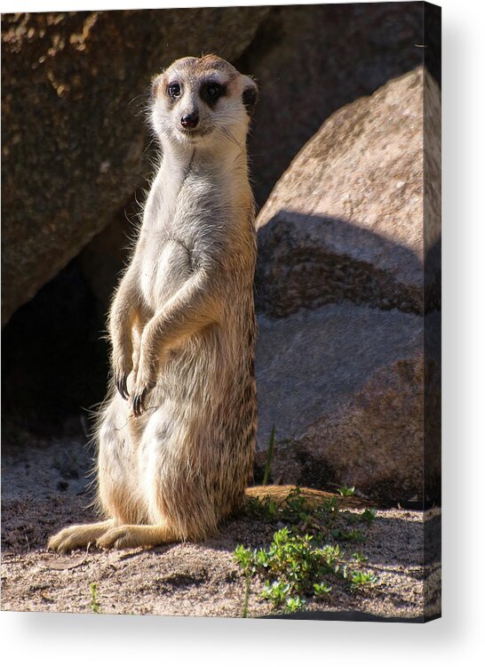 Meerkat Acrylic Print featuring the photograph Meerkat looking forward by Flees Photos