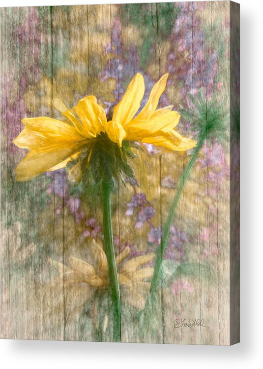  Acrylic Print featuring the photograph Mellow Yellow Dream by Shara Abel