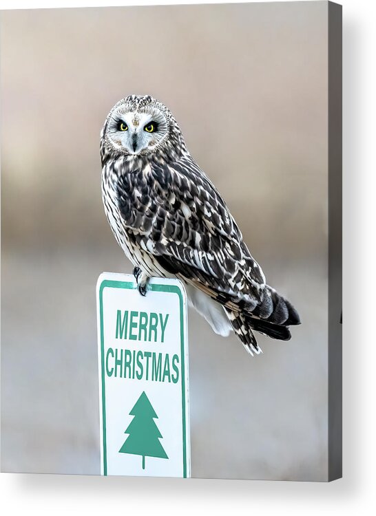 Short Eared Owl Acrylic Print featuring the photograph Merry Christmas Shorty by James Overesch