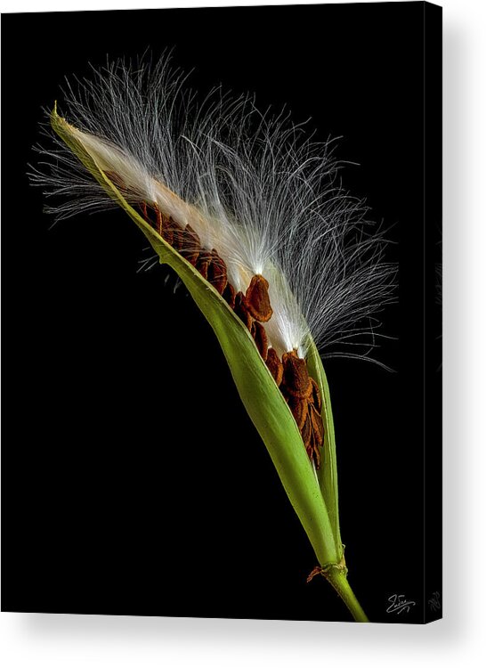 Milkweed Acrylic Print featuring the photograph Milkweed Pod 3 by Endre Balogh