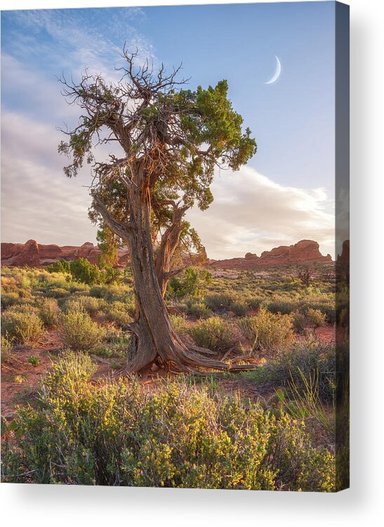 Moab Acrylic Print featuring the photograph Moab Morning Moon by Darren White