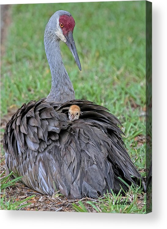 Sandhill Crane Acrylic Print featuring the digital art MOTHER SANDHILL CRANE AND CHICK cps by Larry Linton