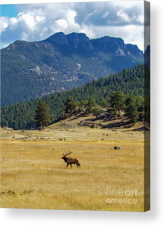 Bull Elk Acrylic Print featuring the photograph Mountain Meadow by Shirley Dutchkowski