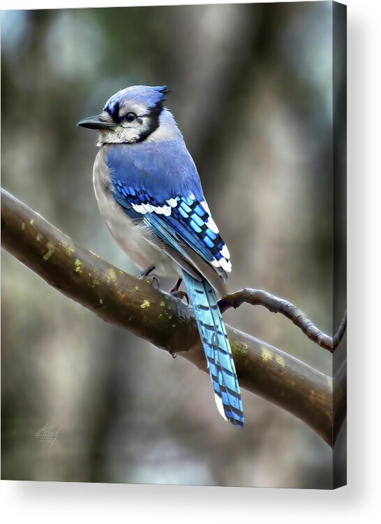 Blue Jay Acrylic Print featuring the photograph Mr. Blue Jay by Michael Frank