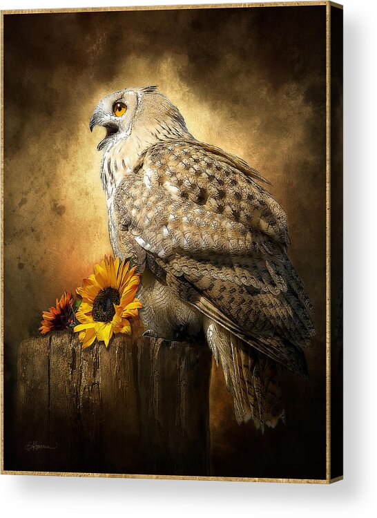 Owl Acrylic Print featuring the digital art Mr. Wise Guy by Cindy Collier Harris