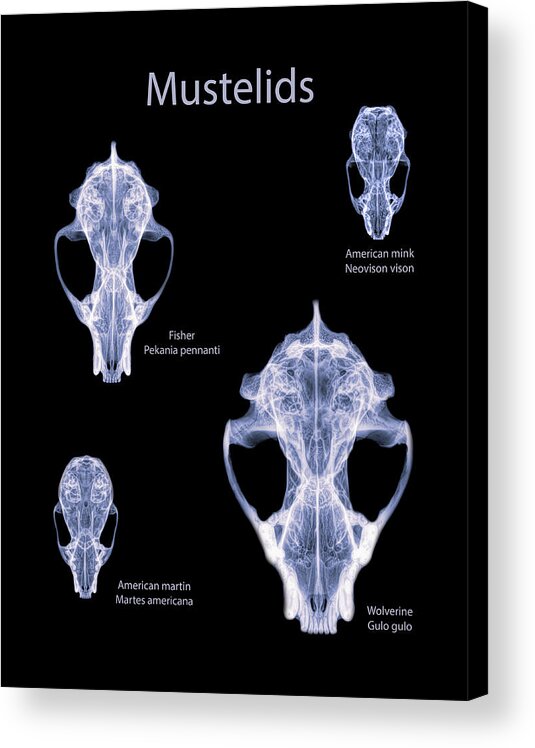 Mammal Acrylic Print featuring the photograph Mustelids -02 by Rob Graham