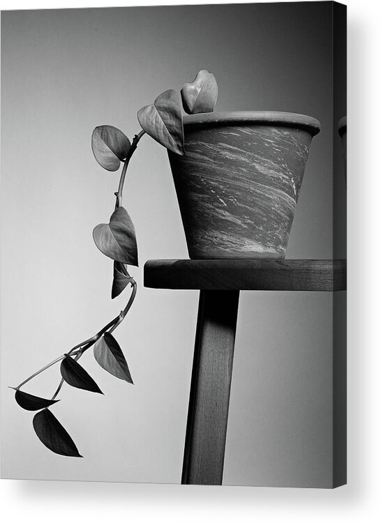 Neon Pothos Acrylic Print featuring the photograph Neon Pothos by Stephen Russell Shilling