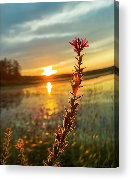 Loosestrife Acrylic Print featuring the photograph New Gold Dream by Jerry LoFaro