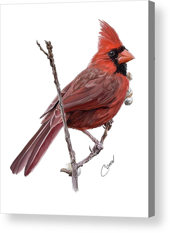 Northern Cardinal Acrylic Print featuring the digital art Northern Cardinal by Shawn Conn