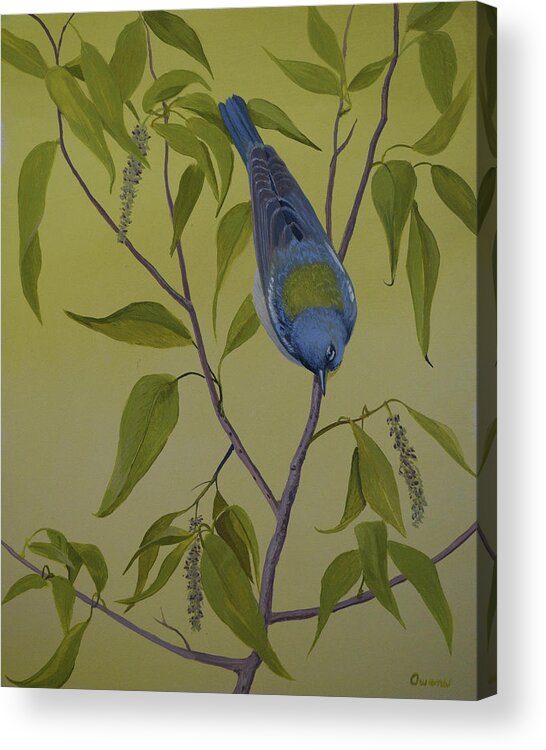 Warbler Acrylic Print featuring the painting Northern Parula by Charles Owens