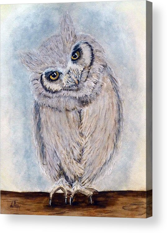 Scops Owl Acrylic Print featuring the painting Northern White Face Scops Owl by Kelly Mills