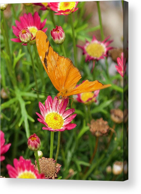 Butterfly Acrylic Print featuring the photograph Orange Butterfly by Shirley Dutchkowski