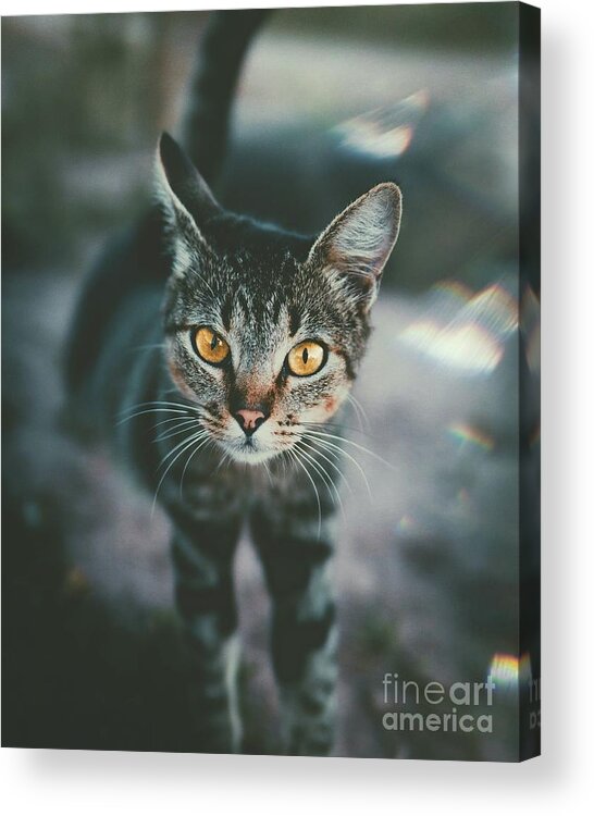 Sea Acrylic Print featuring the photograph Orange Eyes by Michael Graham