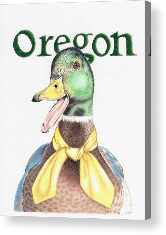 Oregon Acrylic Print featuring the drawing Oregon Duck by Karrie J Butler
