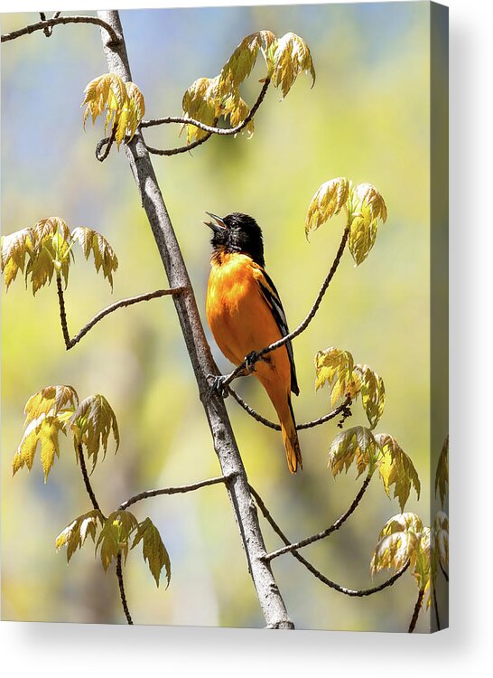 Baltimore Oriole Acrylic Print featuring the photograph Oriole by James Overesch