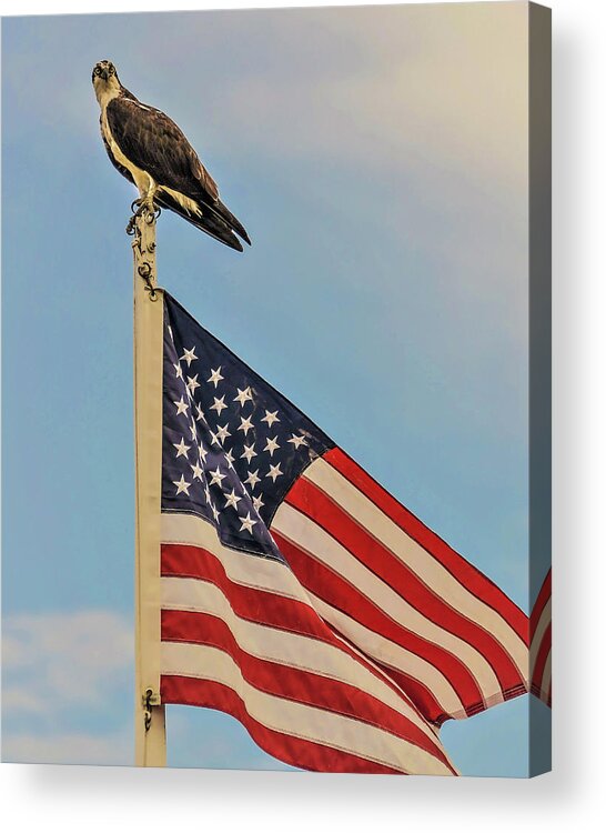 Ospray Bird Feathers Flag Acrylic Print featuring the photograph Osprey10 by John Linnemeyer