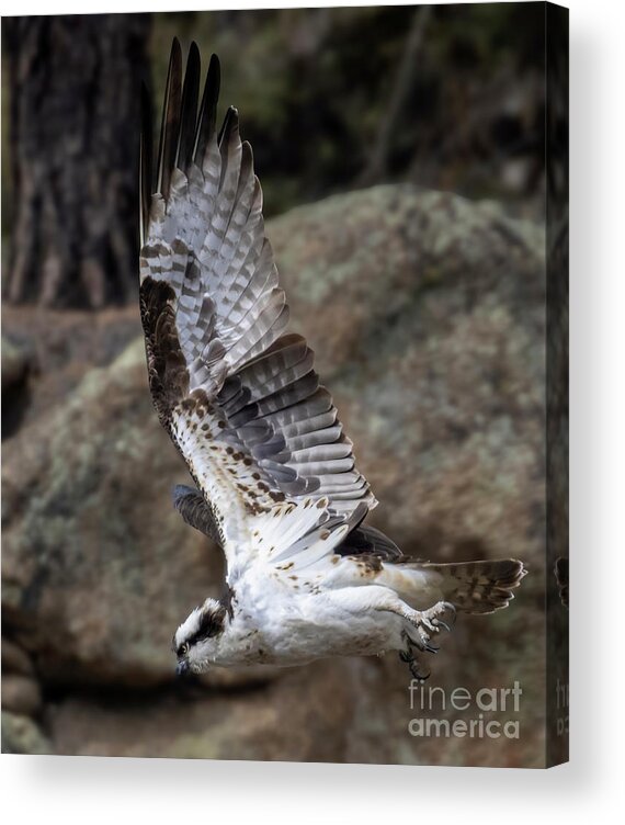 Bird Species Acrylic Print featuring the photograph Osprey Attack in Eleven Mile Canyon by Steven Krull