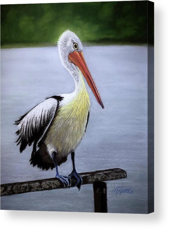 Pelican Acrylic Print featuring the drawing Pelican by Marlene Little