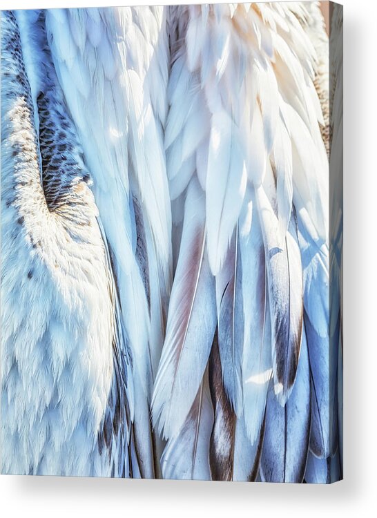 Plumage Acrylic Print featuring the photograph Pelican's Plumage by Belinda Greb