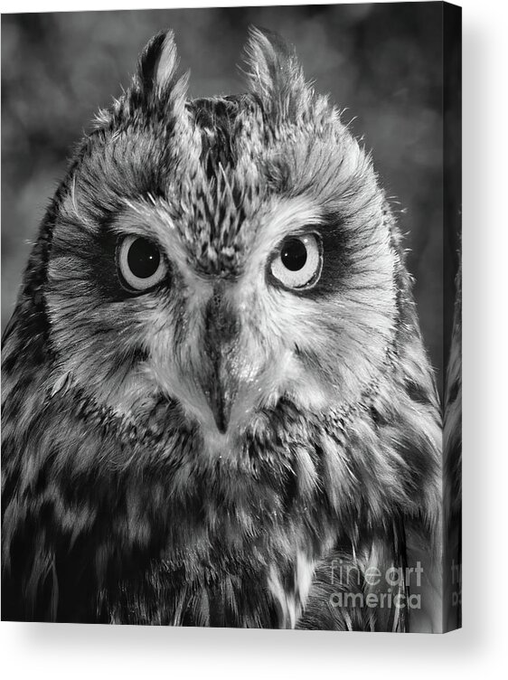 Owls Acrylic Print featuring the photograph Penetrating Owl Gaze by Chris Scroggins