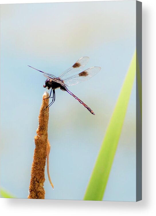 Apopka Acrylic Print featuring the photograph Pennant Dragonfly by Norman Johnson