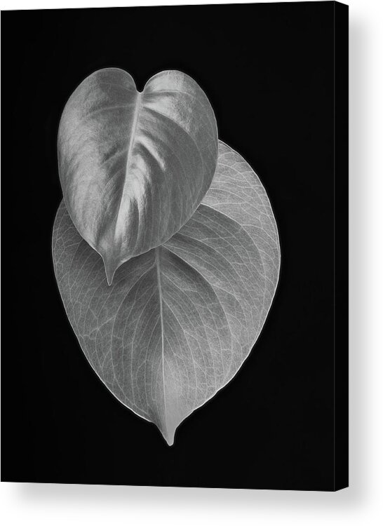 Philodendron Acrylic Print featuring the photograph Philodendron by Lynn Davis