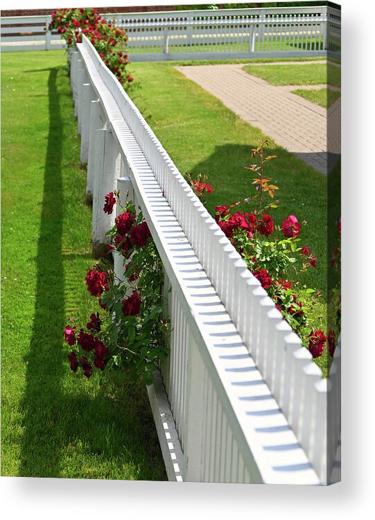  Acrylic Print featuring the photograph Picket Fence Roses by Rein Nomm