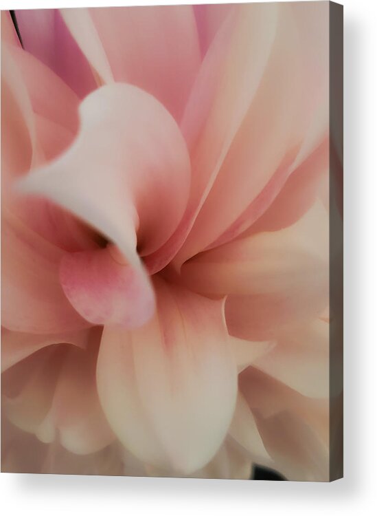 Dahlia Acrylic Print featuring the photograph Pink Dahlia by Christina McGoran