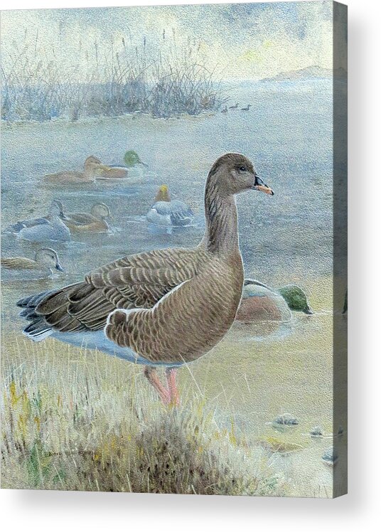 Pink-footed Goose Acrylic Print featuring the painting Pink-footed Goose by Barry Kent MacKay