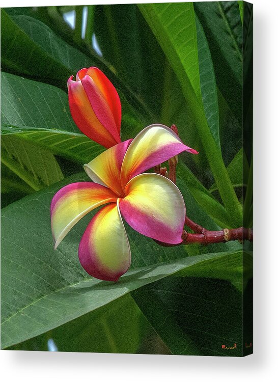 Scenic Acrylic Print featuring the photograph Plumeria or Frangipani DTHB0109 by Gerry Gantt