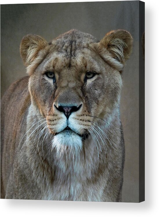 Lioness Acrylic Print featuring the digital art Portrait lioness by Marjolein Van Middelkoop