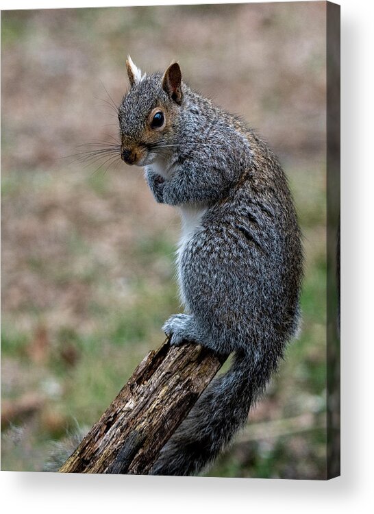 Mammal Acrylic Print featuring the photograph Posted by Cathy Kovarik