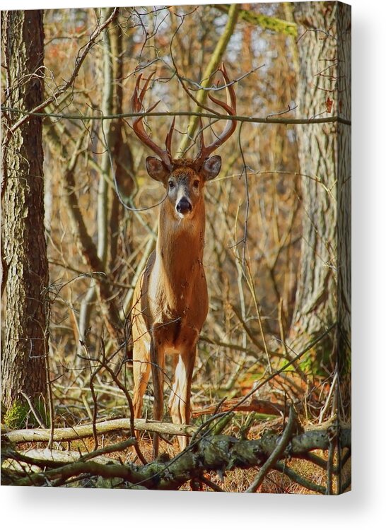 Wildlife Acrylic Print featuring the photograph Prince Of The Forest by Dale Kauzlaric
