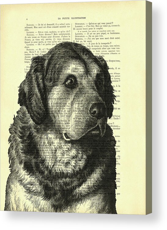 Pyrenean Mountain Dog Acrylic Print featuring the digital art Pyrenean Mountain Dog Portrait by Madame Memento
