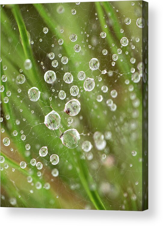 Drop Acrylic Print featuring the photograph Raindrops Caught In A Web by Phil And Karen Rispin