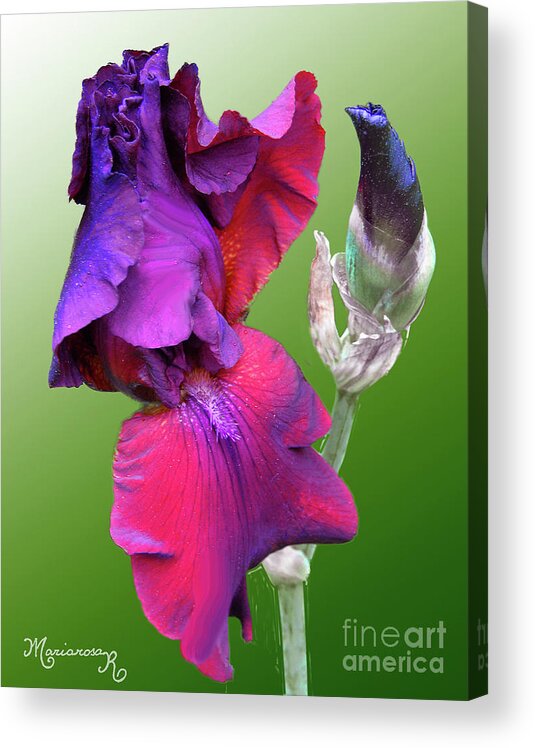 Flora Acrylic Print featuring the photograph Red and Purple Iris by Mariarosa Rockefeller