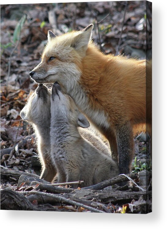 Red Fox Acrylic Print featuring the photograph Red Fox kits and parent by Doris Potter