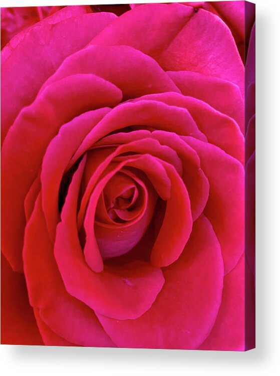 Red Acrylic Print featuring the photograph Red Rose by Rochelle Berman