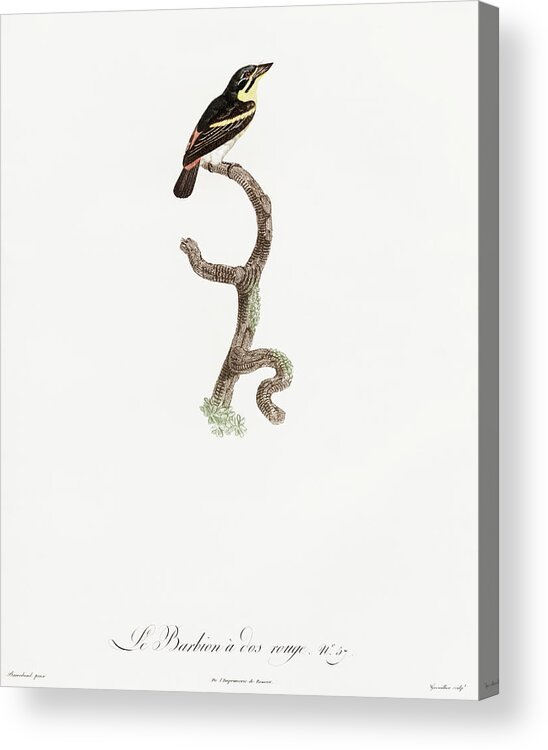 Jacques Barraband Acrylic Print featuring the digital art Red Rumped TinkerBird - Vintage Bird Illustration - Birds Of Paradise - Jacques Barraband by Studio Grafiikka