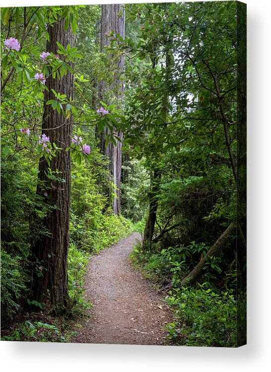 Redwoods Acrylic Print featuring the photograph Redwood Trail by Catherine Avilez