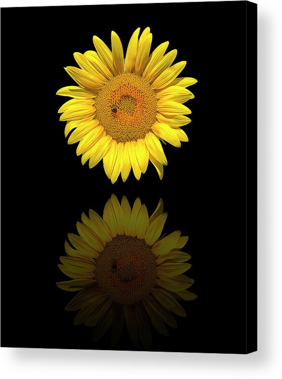 Sunflower Acrylic Print featuring the photograph Reflected Sunflower by Bill Barber