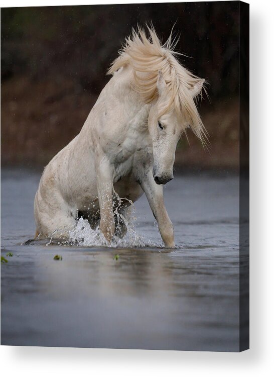 Stallion Acrylic Print featuring the photograph Rising from the River. by Paul Martin