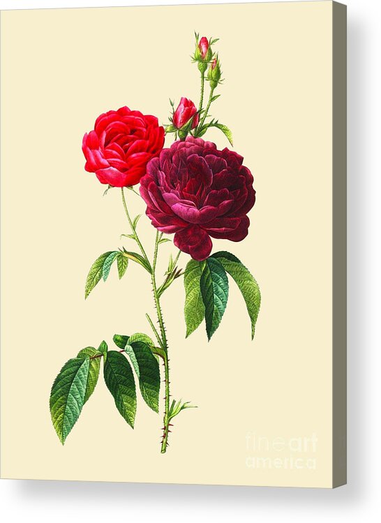 Rose Acrylic Print featuring the digital art Rose Garden by Madame Memento