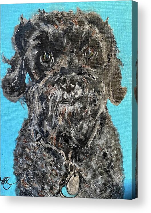 Dog Acrylic Print featuring the painting SAM the Schnoodle by Melody Fowler