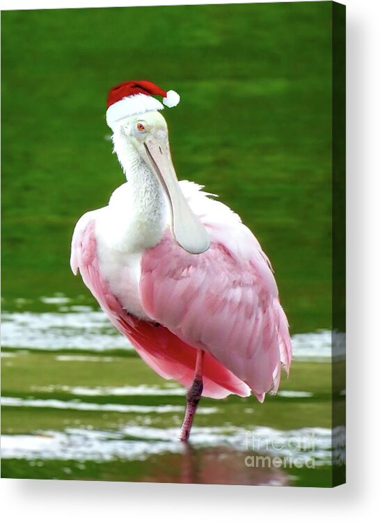 Santa Hat Acrylic Print featuring the photograph Santa Spoonbill by Beth Myer Photography