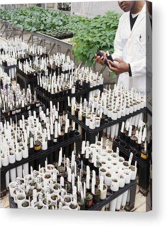 Part Of A Series Acrylic Print featuring the photograph Scientist Inspecting Seedlings in a Greenhouse by Noel Hendrickson