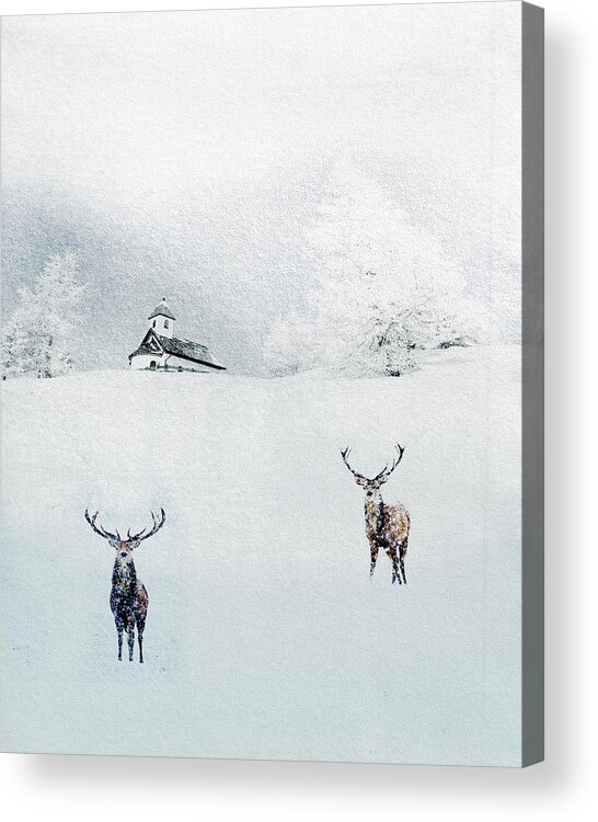 Deer Acrylic Print featuring the mixed media Seeking Cover 3 by Colleen Taylor