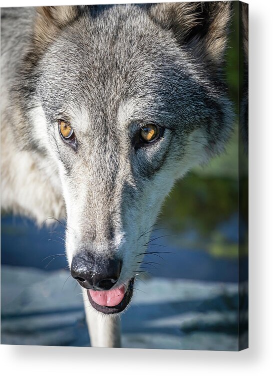 Wolf Acrylic Print featuring the photograph Serious Close Up by Laura Hedien